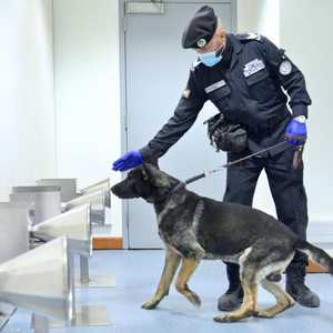 خلال تدريب الكلاب البوليسية.