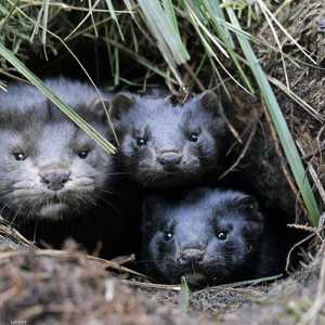 يستغل حيوان المنك في قطاع الفرو والجلود