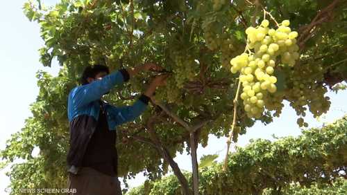 بدء موسم قطف العنب في قطاع غزة