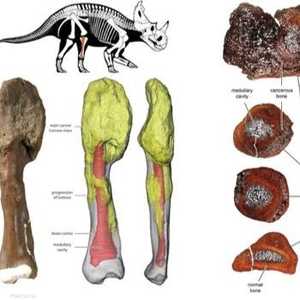 علماء يشخصون ديناصور بالسرطان