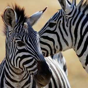 الحيوانات العاشبة مهددة بالانقراض