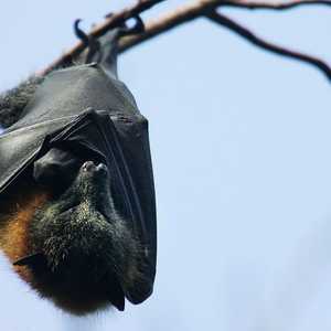 بعض الخفافيش مصابة بداء الكلب