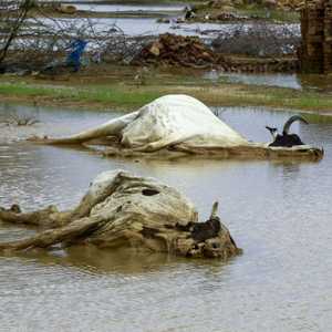 سيول قاتلة في السودان