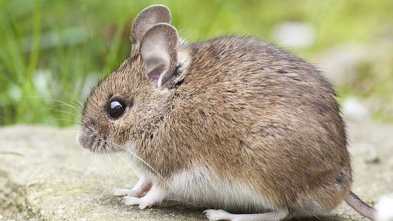 जर्मनी के खेतों पर चूहों ने अभूतपूर्व तरीके से हमला किया... फसलें खतरे में हैं स्काई न्यूज अरेबिया