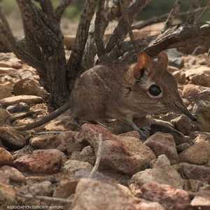 هذا الحيوان لم يشاهد منذ أكثر من 50 عاما