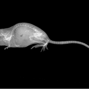 التجربة أجريت في الولايات المتحدة