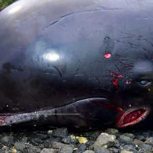 الدلافين.. مأساة في عرض البحر