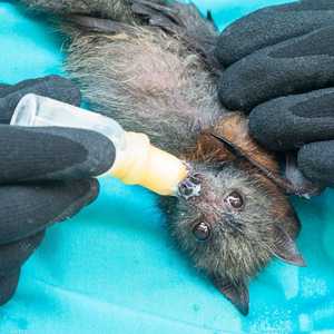 يعتقد باحثون أن الخفافيش مصدر فيروس كورونا