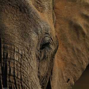 نفوق الأفيال.. لغز جديد