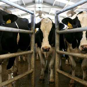 التغيرات المناخية تهدد الثروة الحيوانية