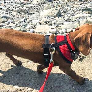 الكلب منع من الدخول إلى أستراليا في ظل الإغلاق بسبب كورونا.