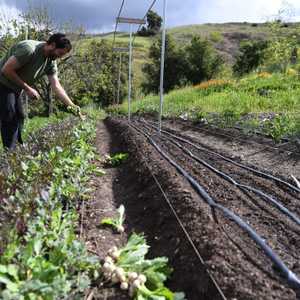 التعديلات الجينية محرمة بحكم القانون الأوروبي