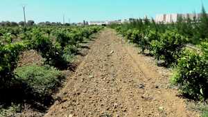 الحكومة الجزائرية تشجع الفلاحين على رفع إنتاجيتهم