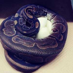 أنثى الثعبان تحتضن بيضها