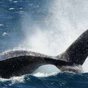 هذه الحيتان تتجه عادة إلى أنتركتيكا في هذه الفترة من السنة.