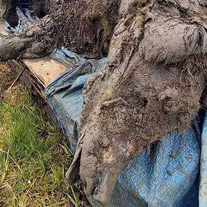 الأنسجة الرخوة لدب الكهف البالغ كانت سليمة