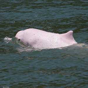 الدلافين البيضاء الصينية والدلافين الوردية بدأت في العودة