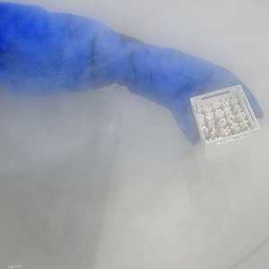 عُثر على الحيوانات المنوية متحجرة في الكهرمان