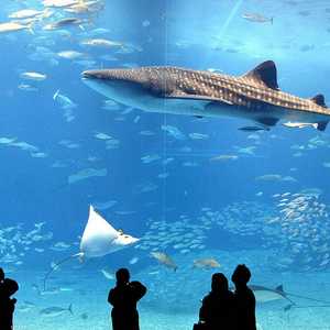 قروش الحيتان يمكنها أن تعيش لما يتراوح بين 100عام و150 عاما