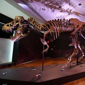 هيكل التيرانوصور "ستانلي" سيطرح للبيع في مزاد بأكتوبر المقبل