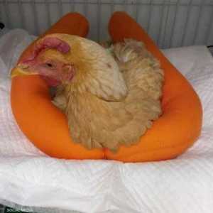 الدجاجة بعد أن خضعت لعملية جراحية في مصر