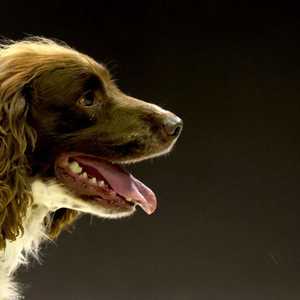 تم تسجيل إصابة الكلب في مدينة الحسن الصناعية (أرشيفة)