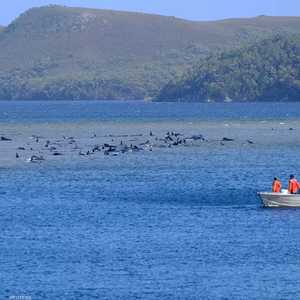 الحيتان دخلت منطقة يصعب الخروج منها