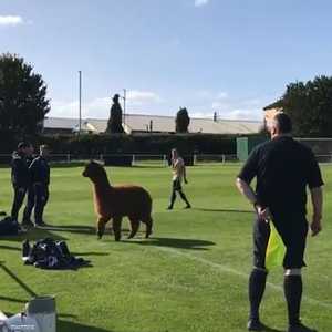 ألباكا يقتحم ملعب كرة قدم