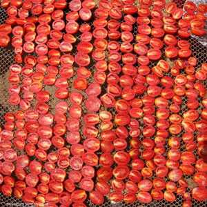 قرية البغدادي المصرية اشتهرت بالطماطم المجففة التي تنتجها