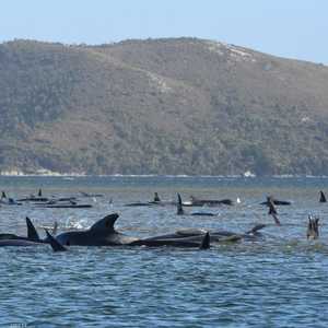 نفق ما لا يقل عن 25 حوتا على الساحل الغربي لتسمانيا