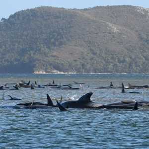 نفقت نحو 380 من الحيتان العالقة عند خليج تسمانيا