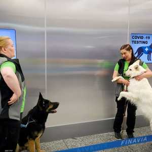 بدأت التجربة بأربعة كلاب في مطار هلسنكي