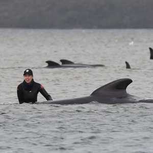 لا يزال جنوح الحيتان يمثل لغزا