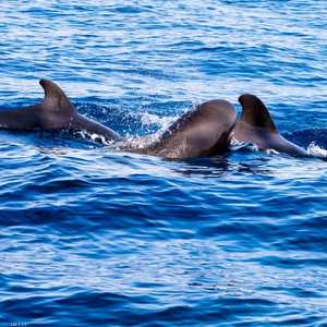 يصل وزن الحيتان إلى 6 أطنان