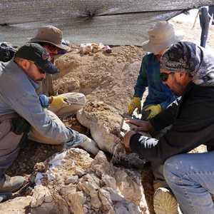 بقايا الحوت القاتل