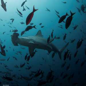 القرش من الأسماك المحمية في بيرو