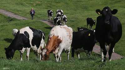 أنفلونزا في حليب الأبقار بأميركا.. هل نشهد جائحة جديدة؟