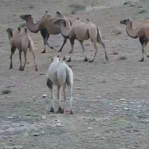 رصد الجمل بمحمية أنانبا البرية الوطنية الطبيعية في الصين