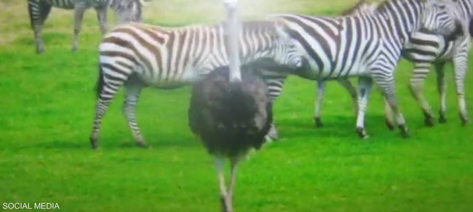 ذكر النعامة يميل للركض مع حمر وحشية