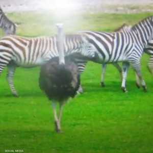 ذكر النعامة يميل للركض مع حمر وحشية