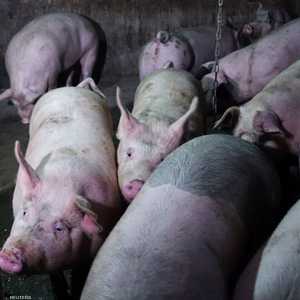 باحثون يستعينون بخنازير لابتكار أجهزة تنفس لمرضى كورونا