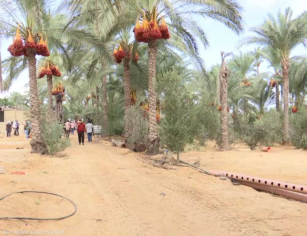 دير البلح.. مدينة فلسطينية اكتسبت اسمها من أشجار النخيل فيها