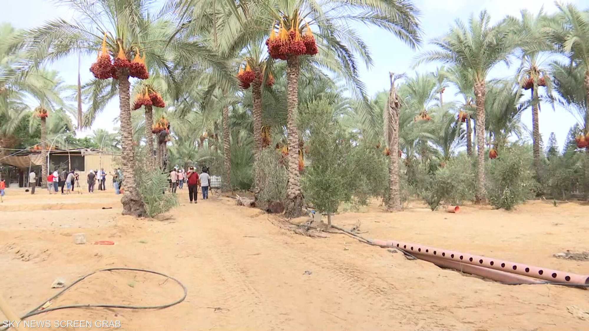 دير البلح.. مدينة فلسطينية اكتسبت اسمها من أشجار النخيل فيها