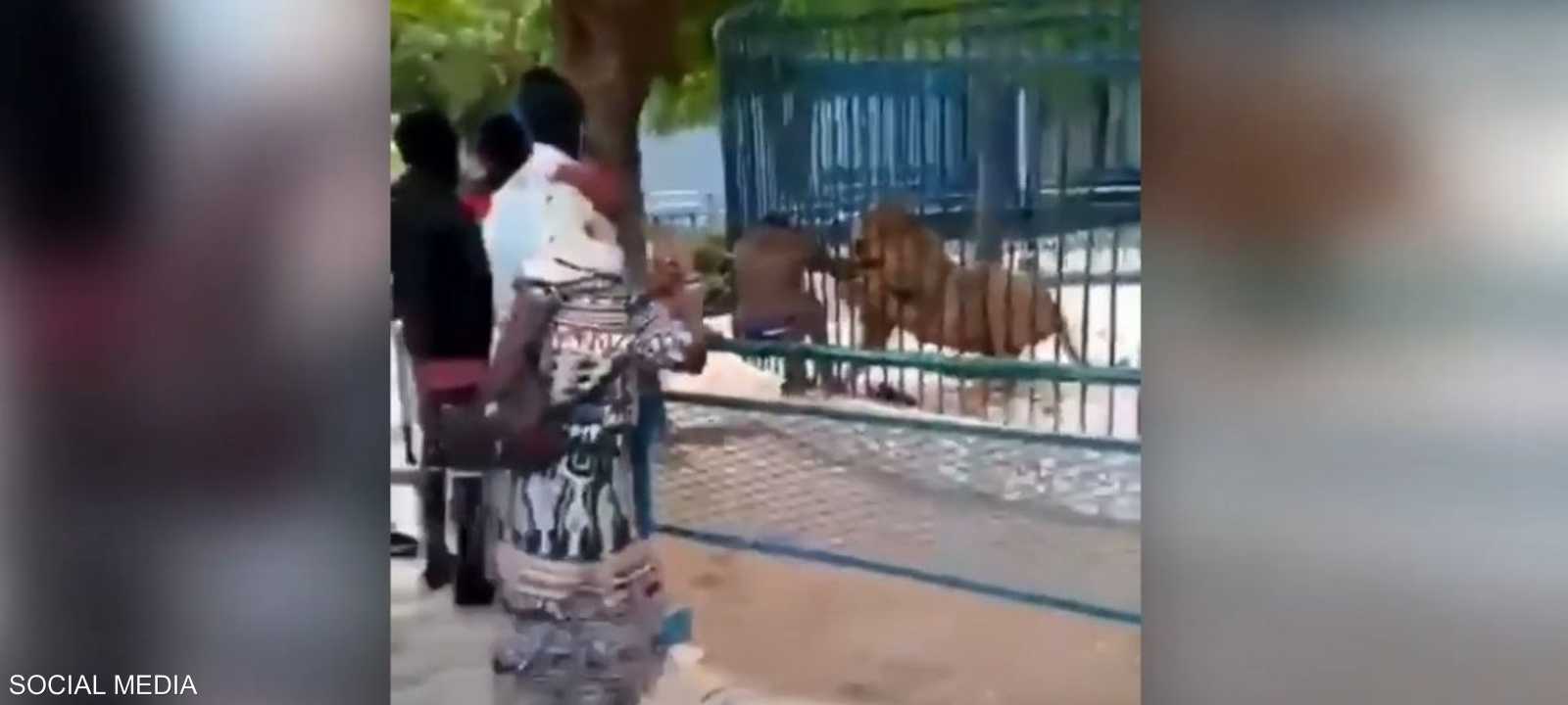 أسد يعض يد عامل بحديقة حيوانات