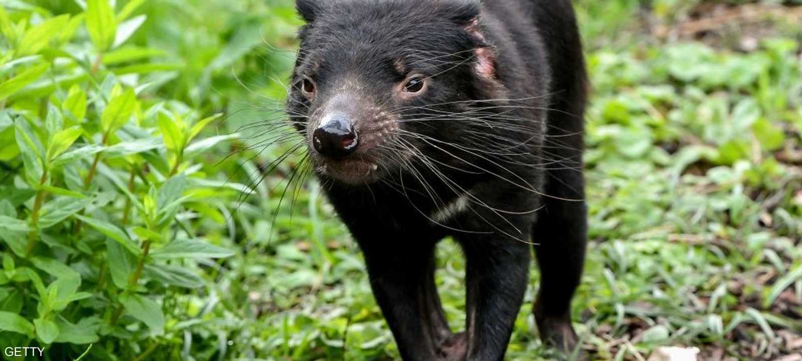 الحيوان مهدد بالانقراض