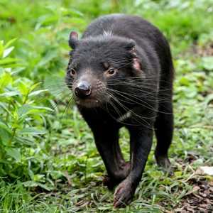 الحيوان مهدد بالانقراض