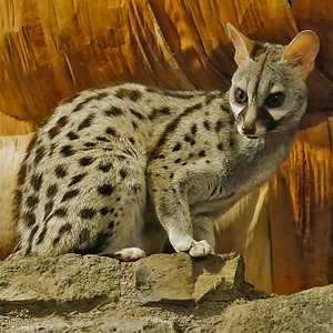 حيوان "الزردي" .