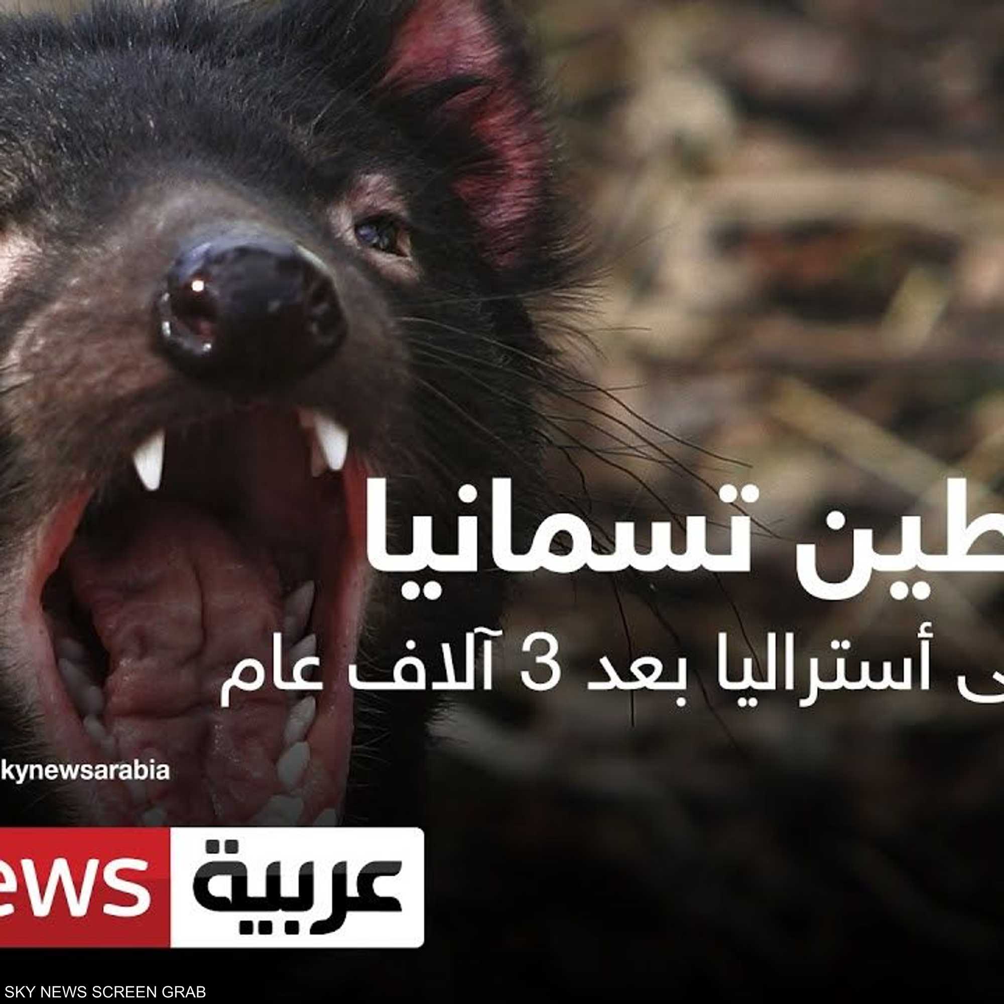 شياطين تسمانيا تعود إلى أستراليا بعد 3 آلاف عام