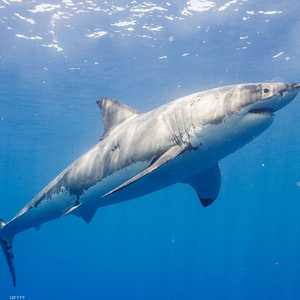 القرش الأبيض هاجم راكب الأمواج.