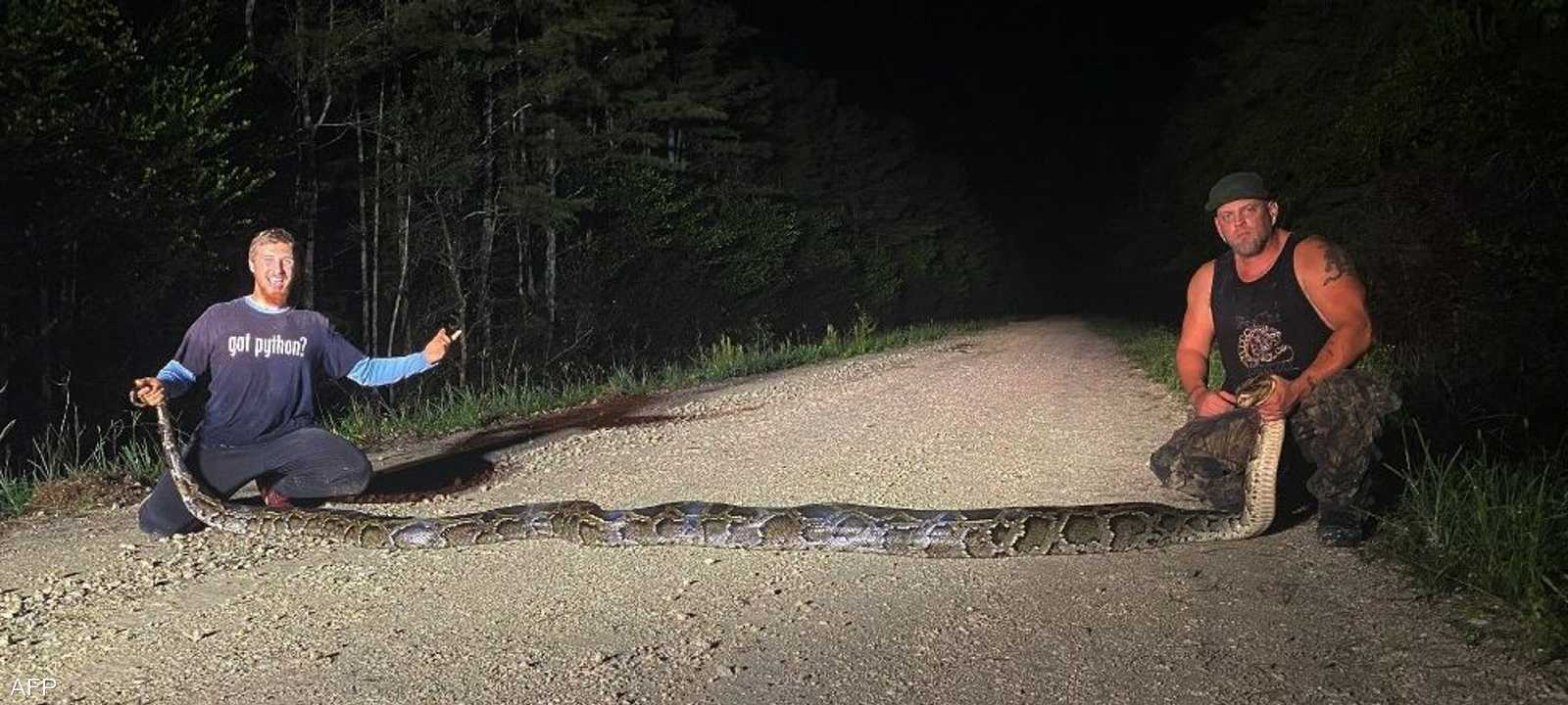 بلغ وزن الثعبان 47 كيلوغراما